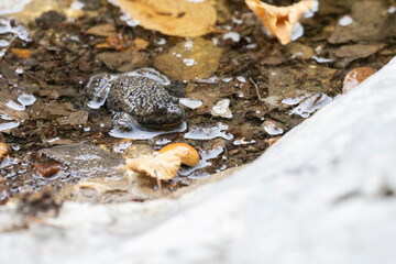 Ululone appenninico - Appenine yellow-bellied toad (Bombina pachypus)