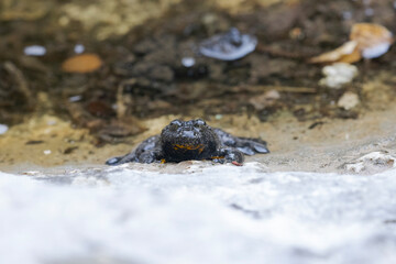 Ululone appenninico - Appenine yellow-bellied toad (Bombina pachypus)