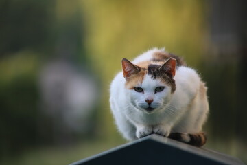 Calico cat sitting on a gable roof