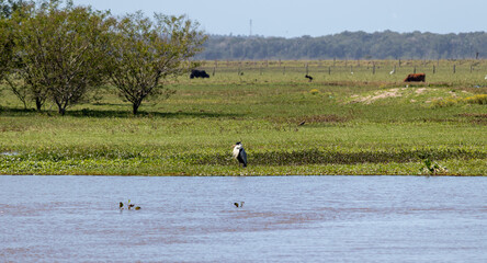 Photograph of a Cocoi heron on the shores of the lake.
