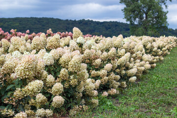 A field of blooming hydrangeas. Blooming hydrangea bushes on the background of the forest. Cloudy...
