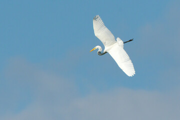 Egret Soaring
