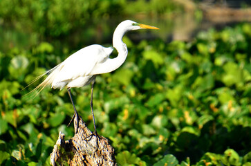 Egret Standing on Stump