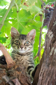 Peque&ntilde;o gato curioso posando sobre una parra para la c&aacute;mara