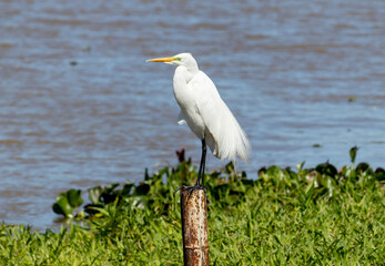 Photograph of a Great Egret on the shores of the lake.	
