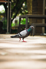 Pigeon Walking in a City Park