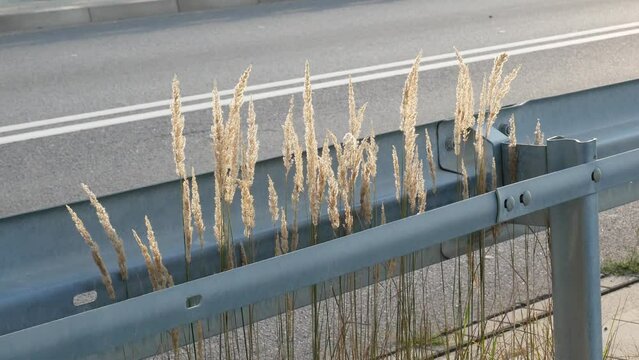 grass inflorescences waving in the wind next to metal structures in the street