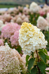 close-up of a flowering hydrangea head. vertical crop. Beautiful flower. Copy space