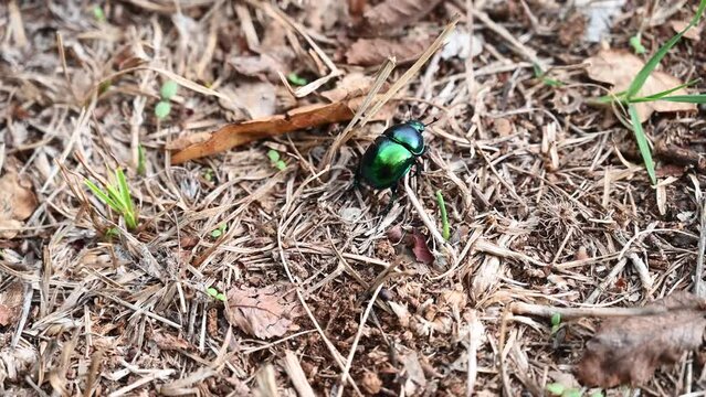 Spring dor beetle walking on the ground. Green metallic bag. Springtime Dung Beetle or Spring Dumbledor (Trypocopris vernalis). Insect in the grass. 