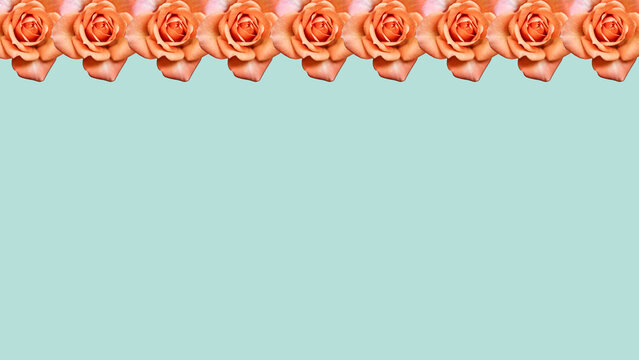 Serie de hermosas rosas con gotas de roc&iacute;o en sus p&eacute;talos aisladas sobre fondo liso en colores opuestos complementarios con espacio para publicidad. Tarjeta de regalos, publicidad, recursos gr&aacute;ficos. 