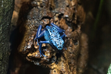 コバルトヤドクガエル　蛙　ドクガエル　爬虫類