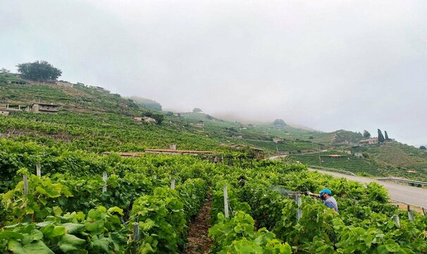 Vi&ntilde;edos en la Ribeira Sacra, Galicia