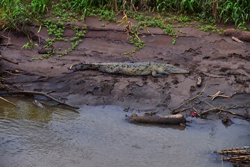 Crocodile, Spectacled Caiman crocodilus resting on the river, riverbank, crocodilian reptile found in, Costa Rica, Central America.