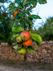 Reife rote Äpfel am Baum