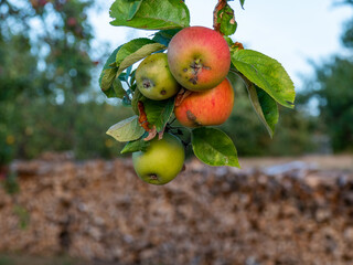 Reife rote Äpfel am Baum