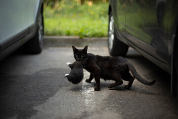 Cat carries kitten under car. Cat and kitten. Animal runs through parking lot.