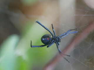 western black widow spider on a web