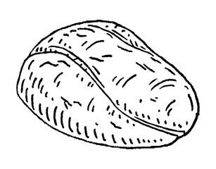 Kola nuts without shell. Vector engraving black vintage