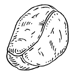 Kola nuts without shell. Vector engraving black vintage