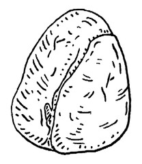 Kola nuts without shell. Vector engraving black vintage