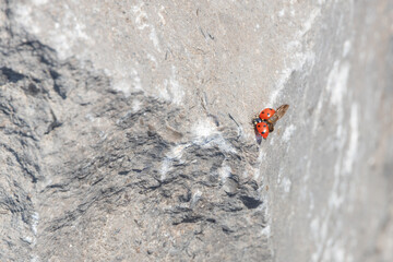 Ladybug on a grey rock