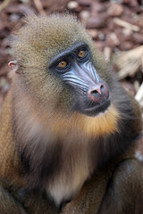 Close up shot of mandrill (Mandrillus sphinx) portrait