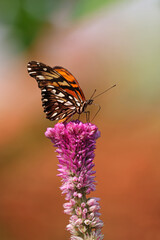 Close up shot of beautiful butterfly