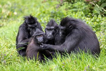 The Celebes crested macaque (Macaca nigra), also known as the crested black macaque, Sulawesi crested macaque, or the black ape
