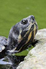 The red-eared slider or red-eared terrapin (Trachemys scripta elegans)