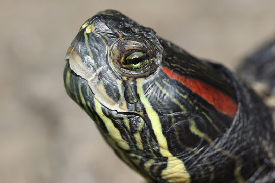 The red-eared slider or red-eared terrapin (Trachemys scripta elegans)