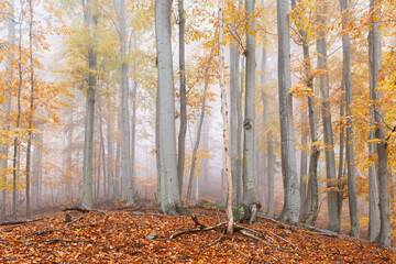 Beech forest in Mala Fatra mountains on a foggy day, Slovakia.