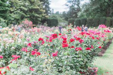 Red roses in Portland International Rose Test Garden.