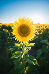 Close up of sunflower in a field of flowers on a summer day.