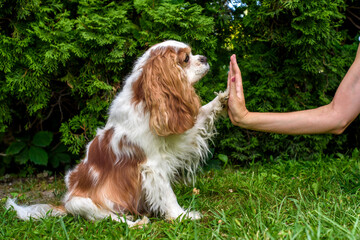 Young woman teaching his dog cavalier outdoors. Hi five!