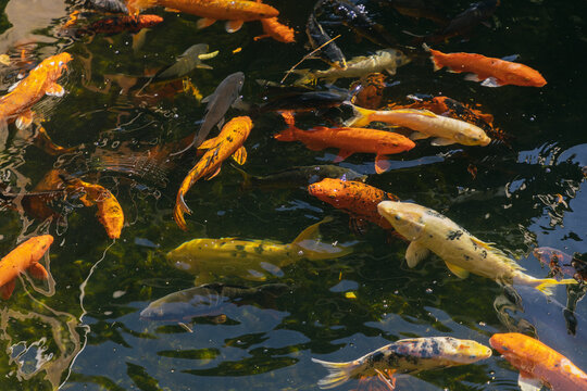 Koi Fish In Loro Parque