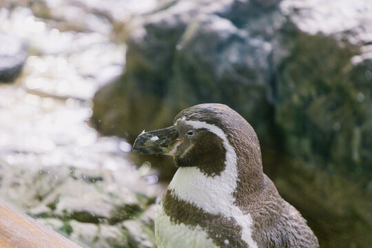 Penguin In Loro Parque.