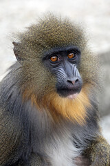 Close up shot of mandrill (Mandrillus sphinx) portrait