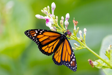 The monarch butterfly or simply monarch (Danaus plexippus) is a milkweed butterfly