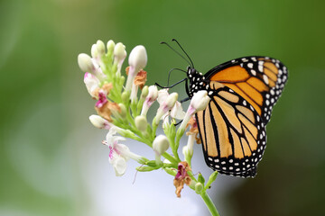 The monarch butterfly or simply monarch (Danaus plexippus) is a milkweed butterfly