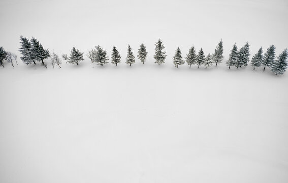 Row of trees on snow