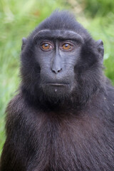 The Celebes crested macaque (Macaca nigra), also known as the crested black macaque, Sulawesi crested macaque, or the black ape