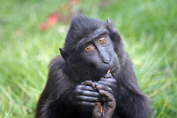 The Celebes crested macaque (Macaca nigra), also known as the crested black macaque, Sulawesi crested macaque, or the black ape
