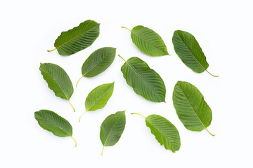 Mitragyna speciosa, Fresh kratom leaves on white background