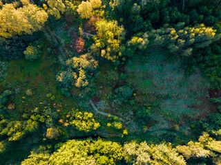 View of the forest and fields from the drone