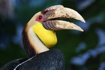 The wreathed hornbill (Rhyticeros undulatus) close up shot
