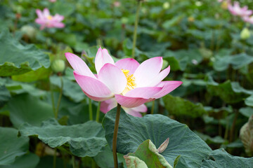 Obraz premium Pink lotus flower blooming in pond with green leaves