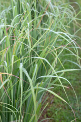 Lemongrass clump in the garden