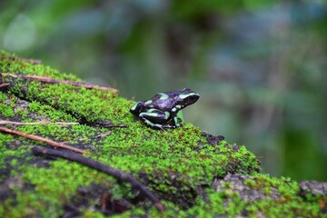 Green and Black Poison Dart Frog, dendrobates auratus, in the jungle rainforest, Adult, 2022 Costa Rica, Central America