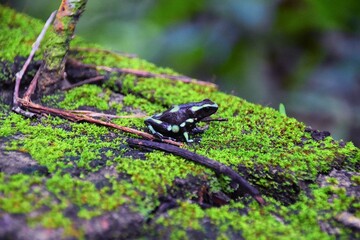 Green and Black Poison Dart Frog, dendrobates auratus, in the jungle rainforest, Adult, 2022 Costa Rica, Central America
