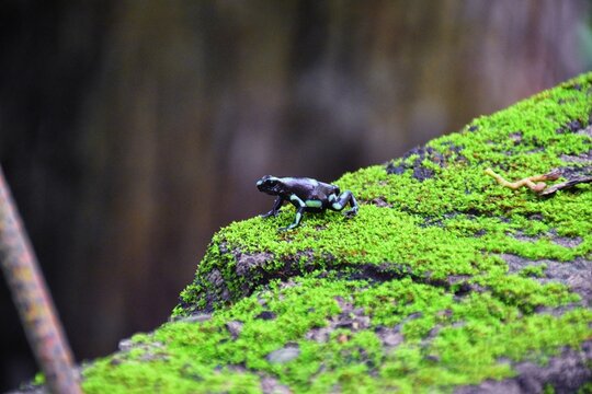 Green and Black Poison Dart Frog, dendrobates auratus, in the jungle rainforest, Adult, 2022 Costa Rica, Central America